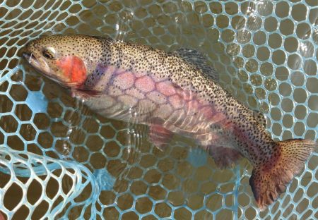 癒しの釣り ～岡崎トラウトポンド～